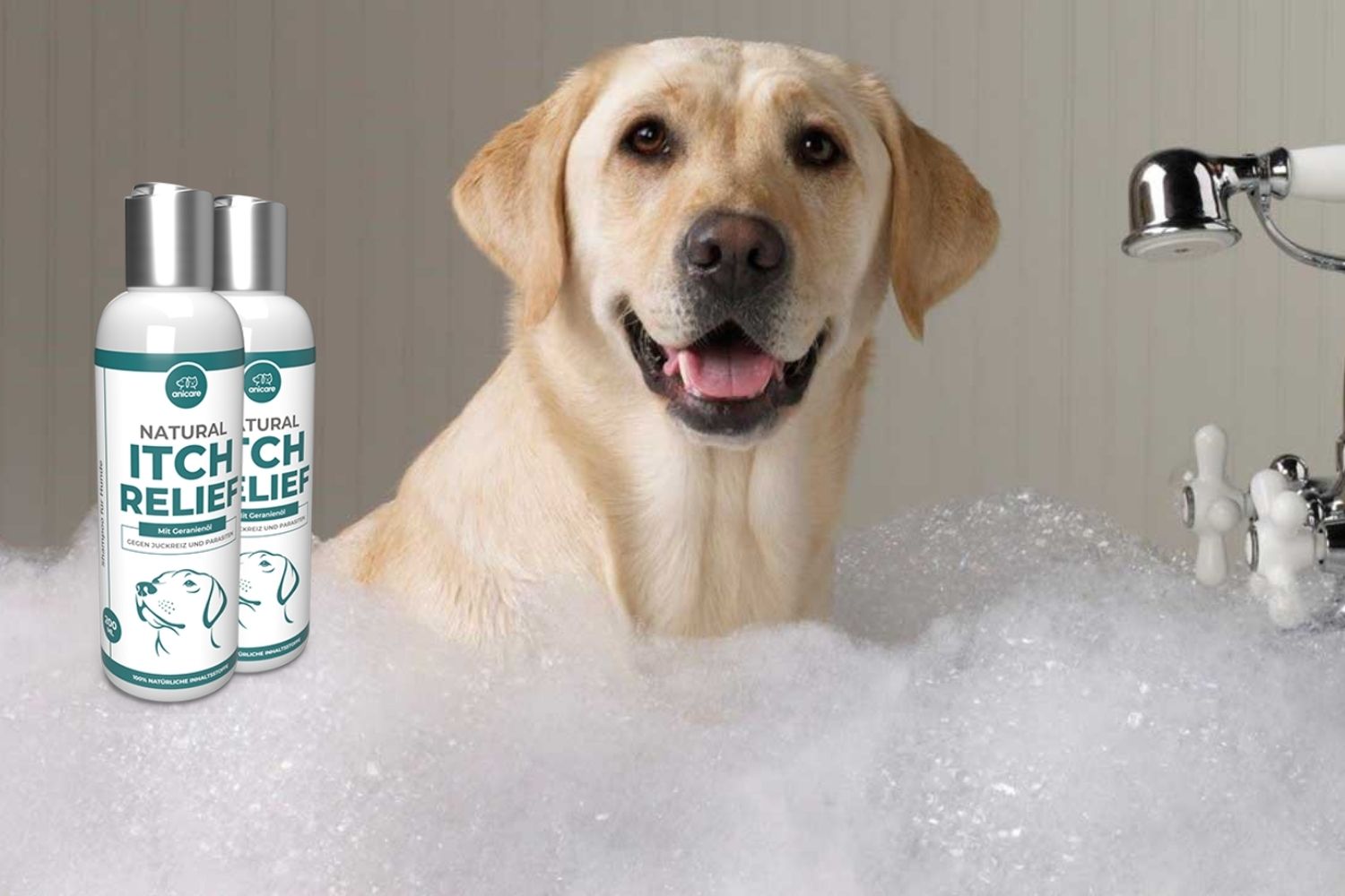 Milben beim Hund Was hilft? Gesunde Tiere