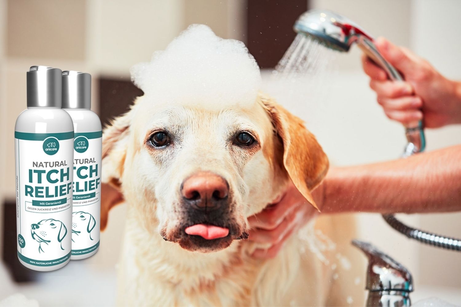 Zecken beim Hund Tipps und Tricks Gesunde Tiere