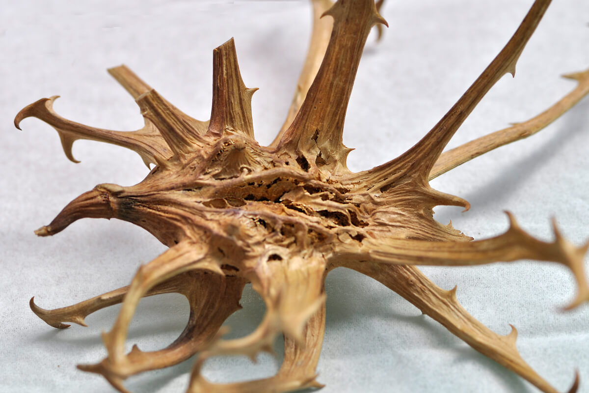 Teufelskralle für Gelenkbeschwerden beim Hund? Gesunde Tiere