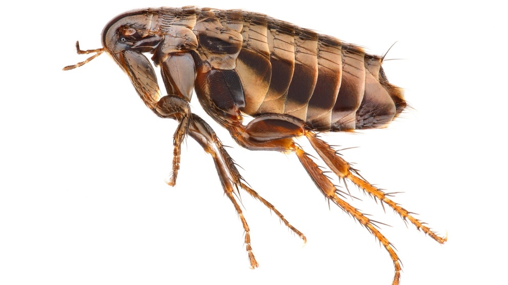 Parasiten Diese Viecher sind gefährlich für deinen Hund Gesunde Tiere