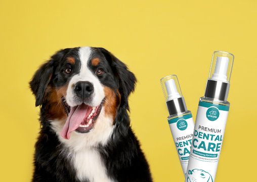 Zahnstein beim Hund und was du dagegen tun kannst! Gesunde Tiere