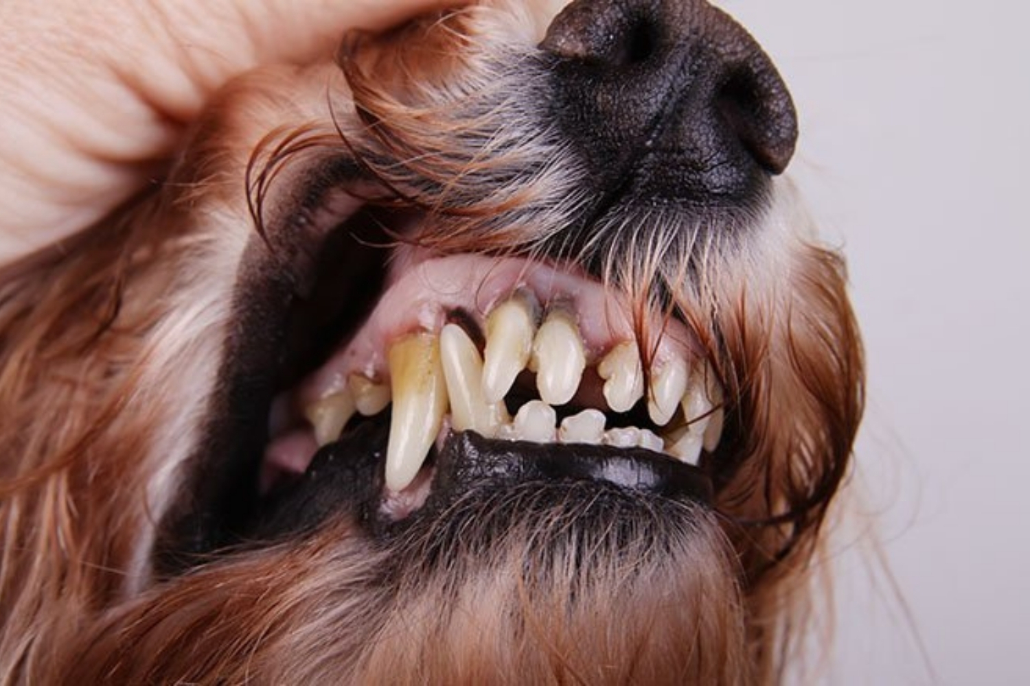 Zahnstein beim Hund und was du dagegen tun kannst! Gesunde Tiere