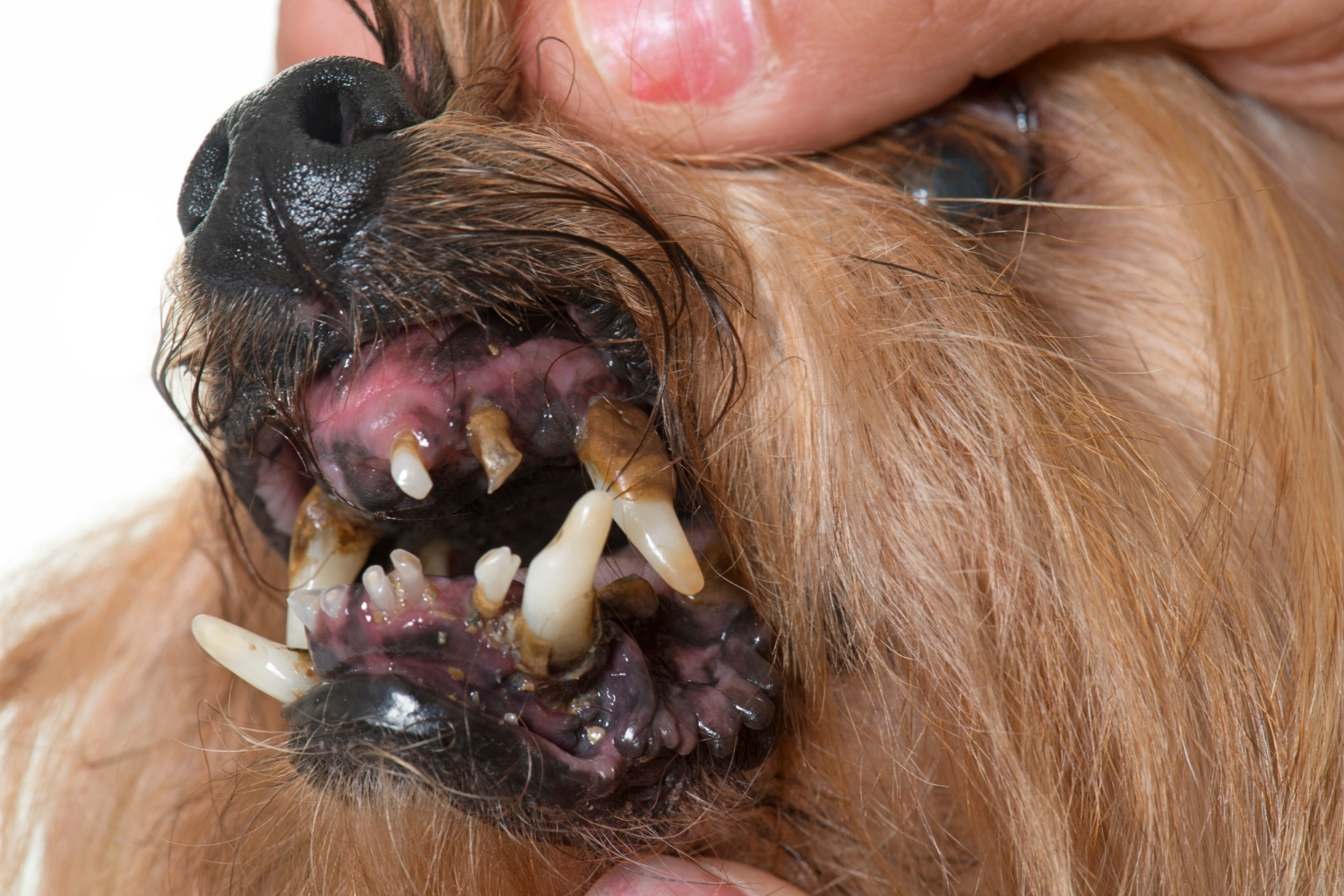 Zahnstein beim Hund und was du dagegen tun kannst! Gesunde Tiere