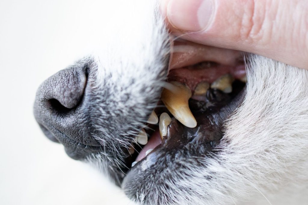 Premium Dental Snack die effiziente Hilfe für Zahngesundheit beim